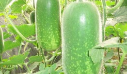 热门大瓜每日必吃 最新进展,揭秘幕后真相，每日必吃新鲜资讯